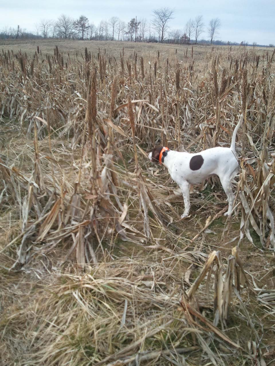 English Pointer Pheasant Hunting in Illinois